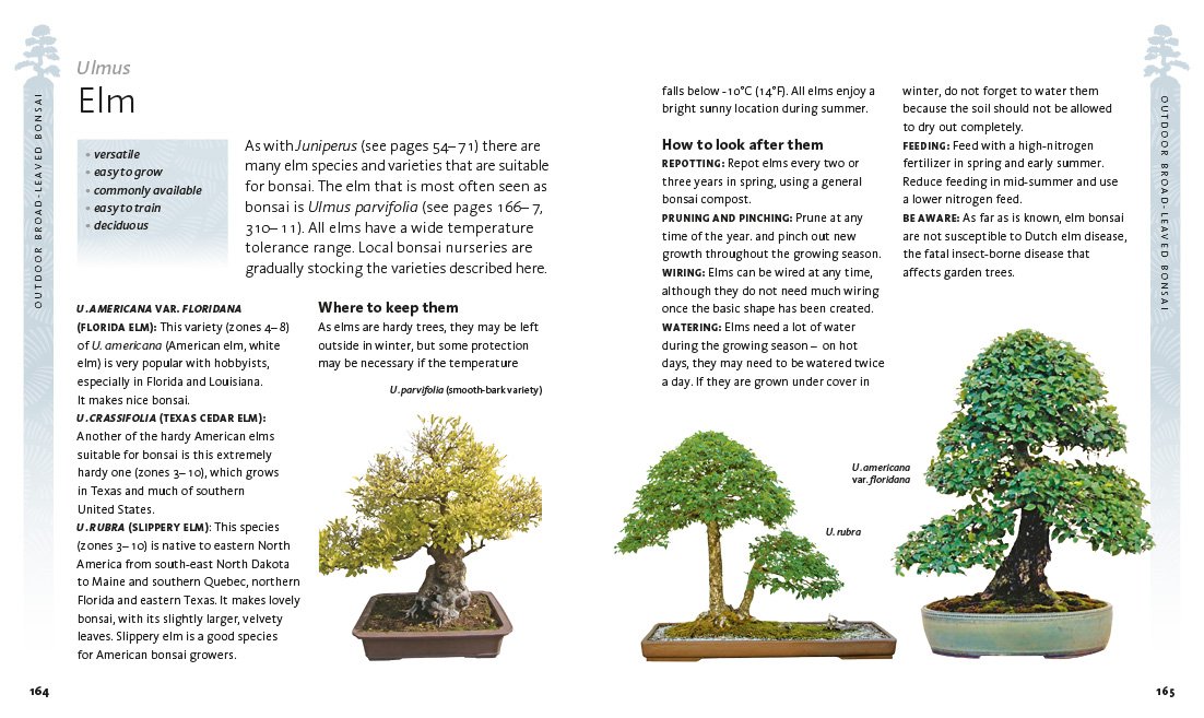 The Bonsai Beginner's Bible: The definitive guide to choosing and growing bonsai