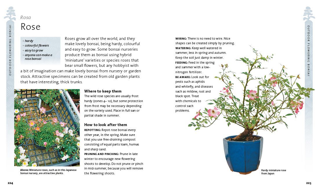 The Bonsai Beginner's Bible: The definitive guide to choosing and growing bonsai