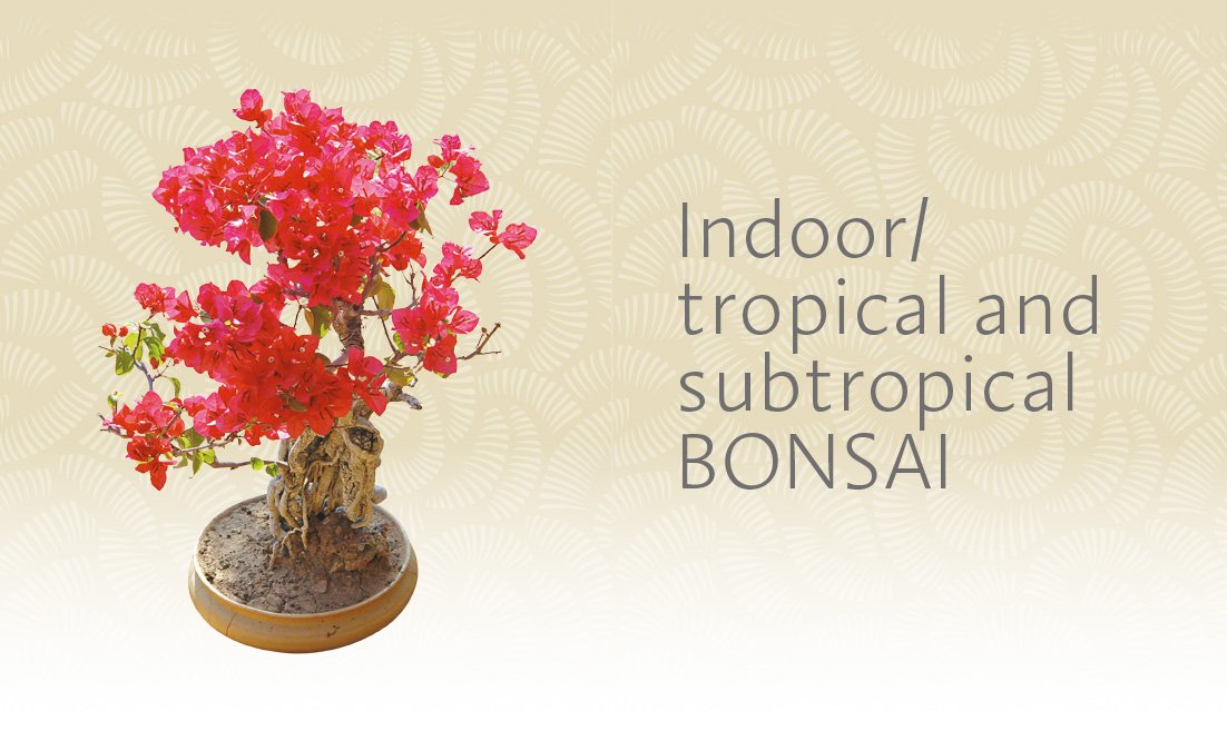 The Bonsai Beginner's Bible: The definitive guide to choosing and growing bonsai