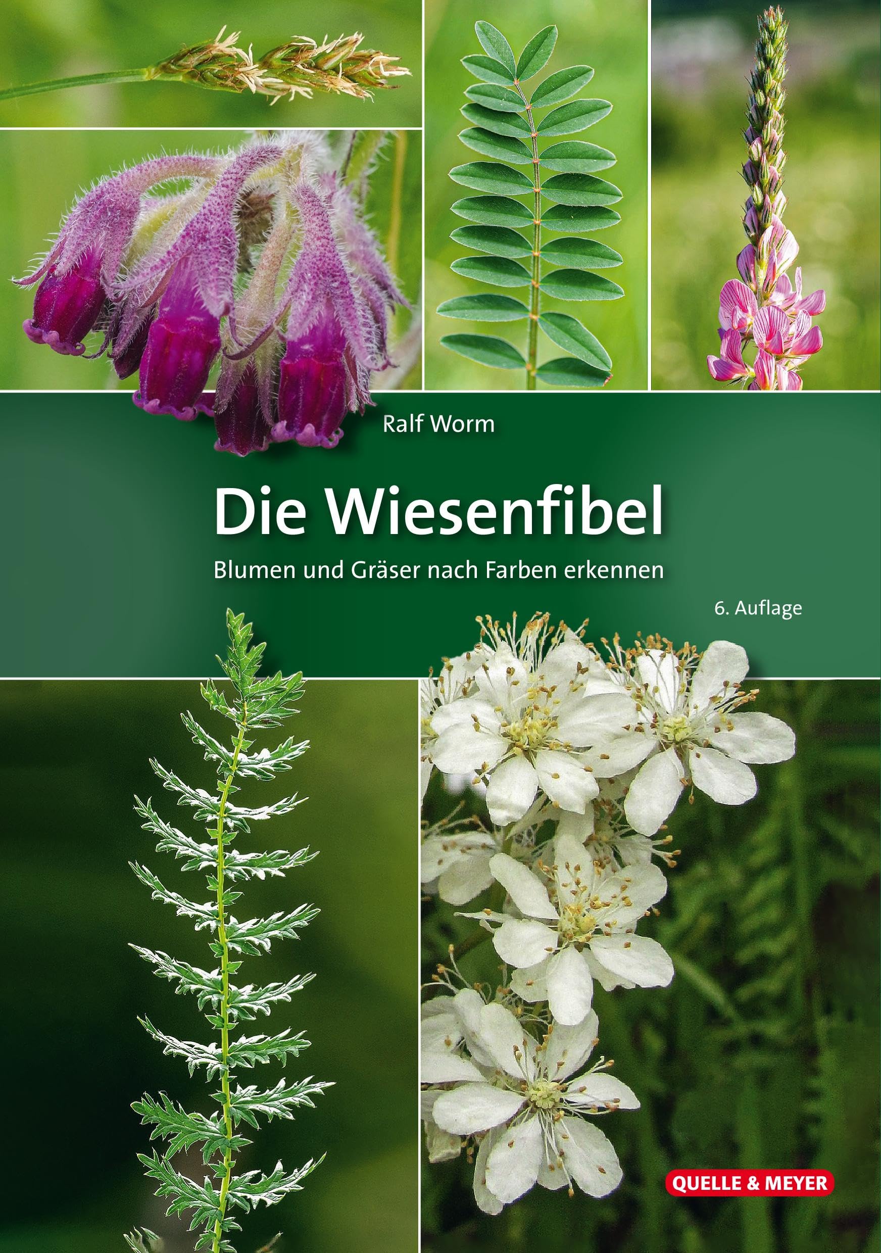 Die Wiesenfibel: Blumen und Gräser nach Farben erkennen
