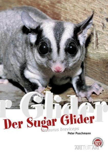 Der Sugar Glider: Petaurus breviceps: Art für Art (Art für Art: Kleinsäuger): 7
