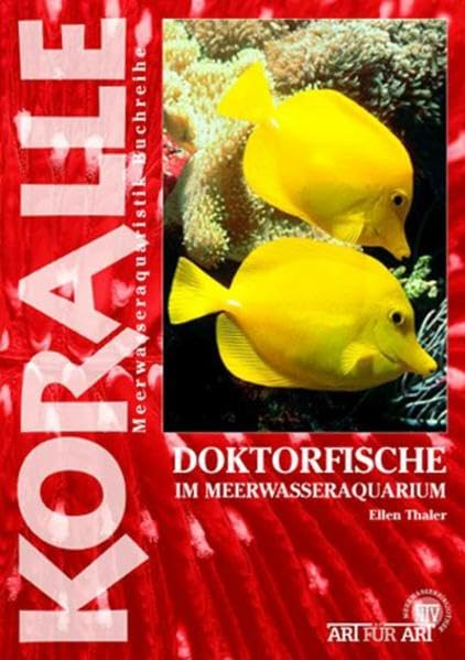 Doktorfische: Im Meerwasseraquarium (Koralle)