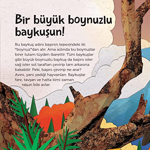 Tepeden Kuyruğa - Kuşlar