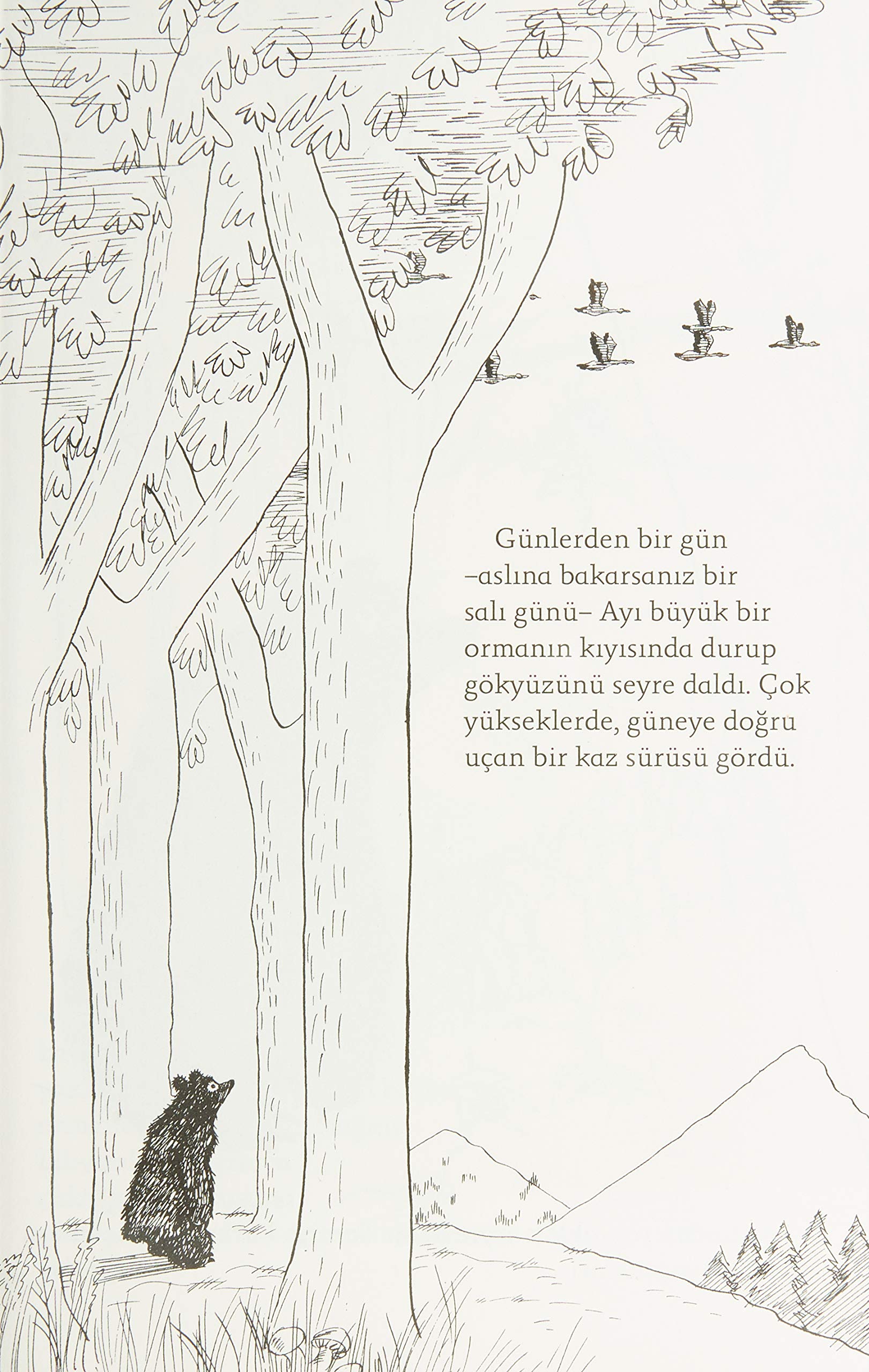 Ayı Olmayan Ayı