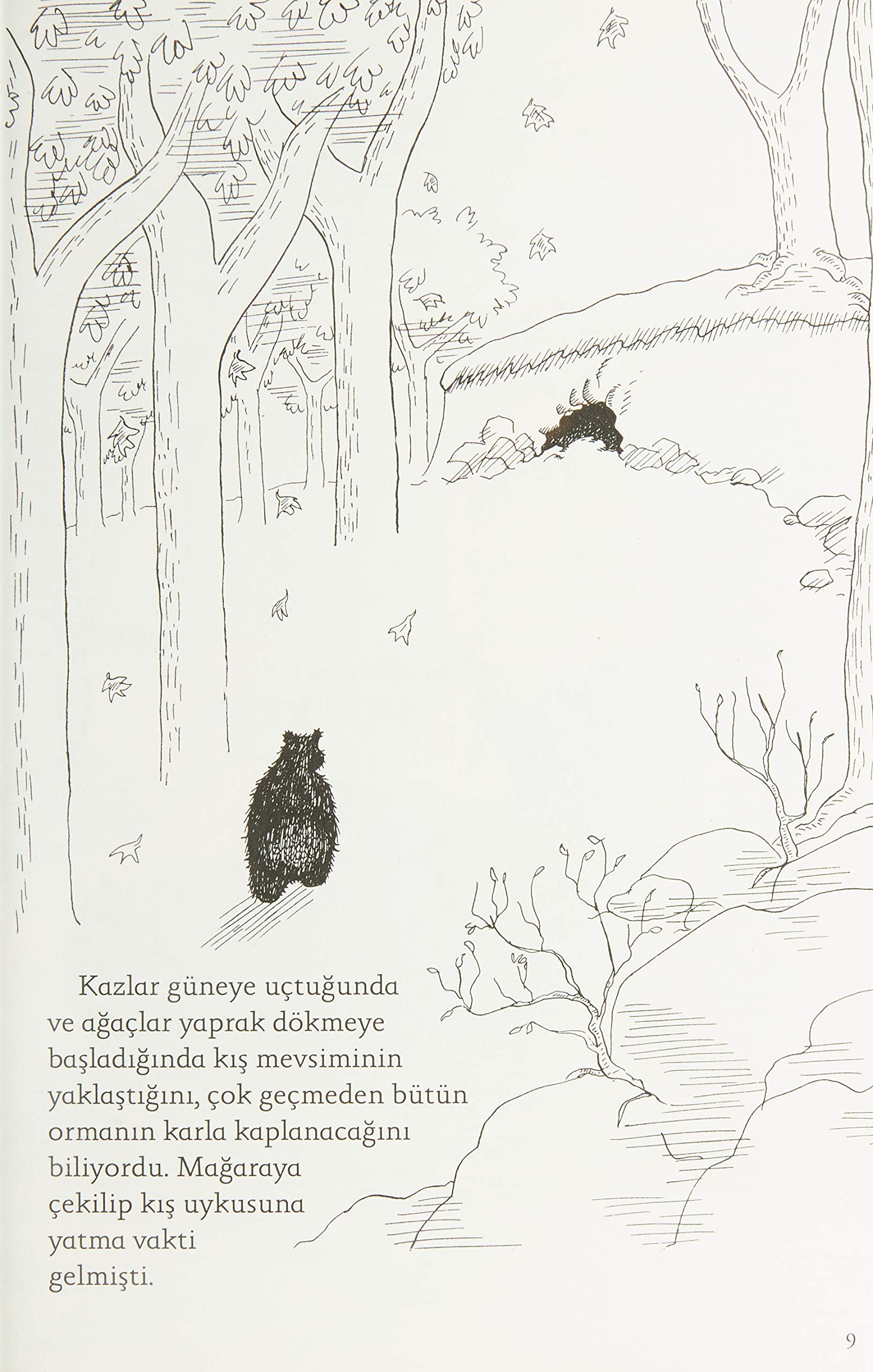 Ayı Olmayan Ayı