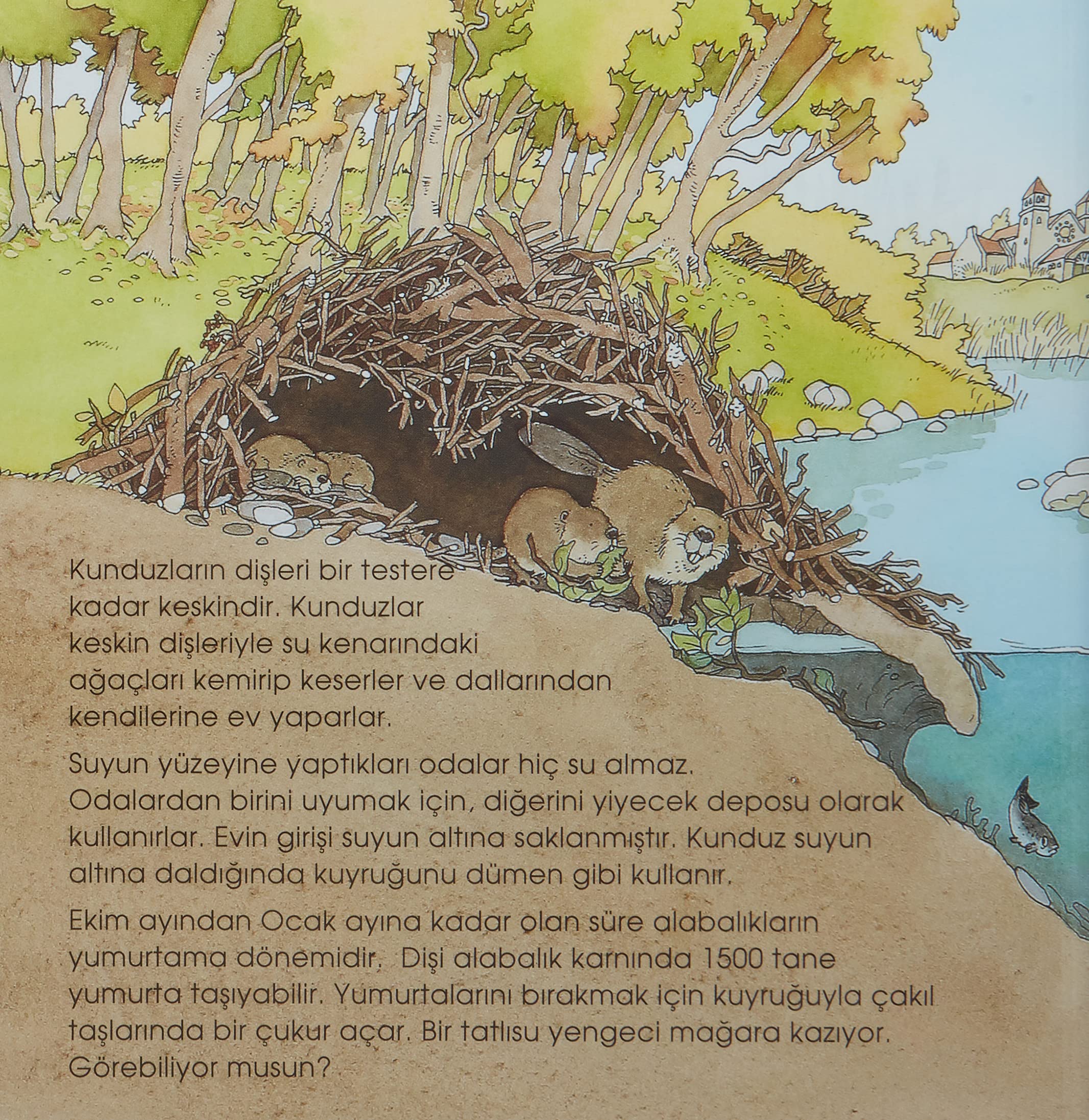 Eğlenceli Bilim – Su Altı