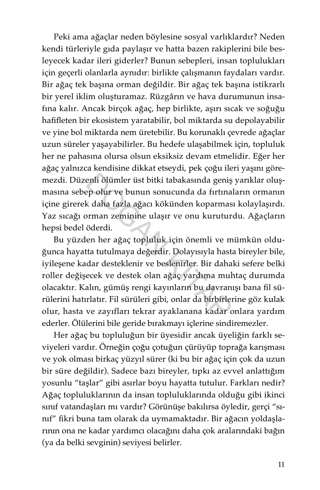 Ağaçların Gizli Yaşamı: Ne Hissederler, Nasıl İletişim Kurarlar – Gizli Bir Dünyadan Keşifler