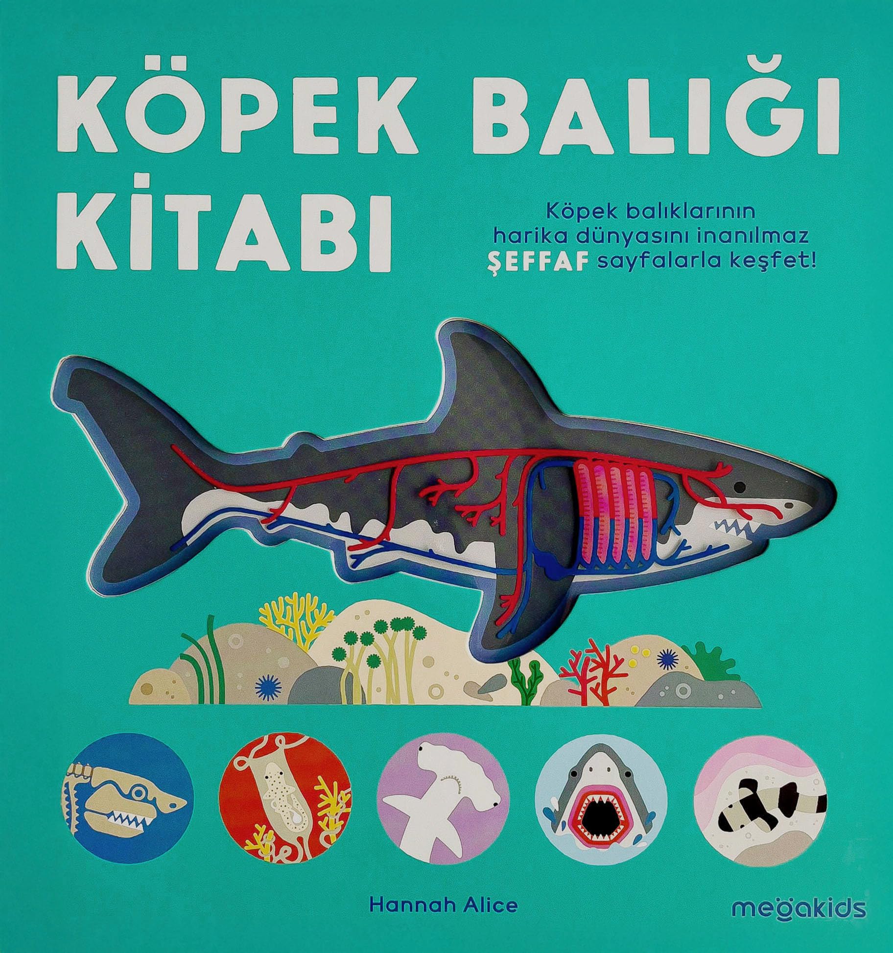 Köpek Balığı Kitabı (Ciltli)