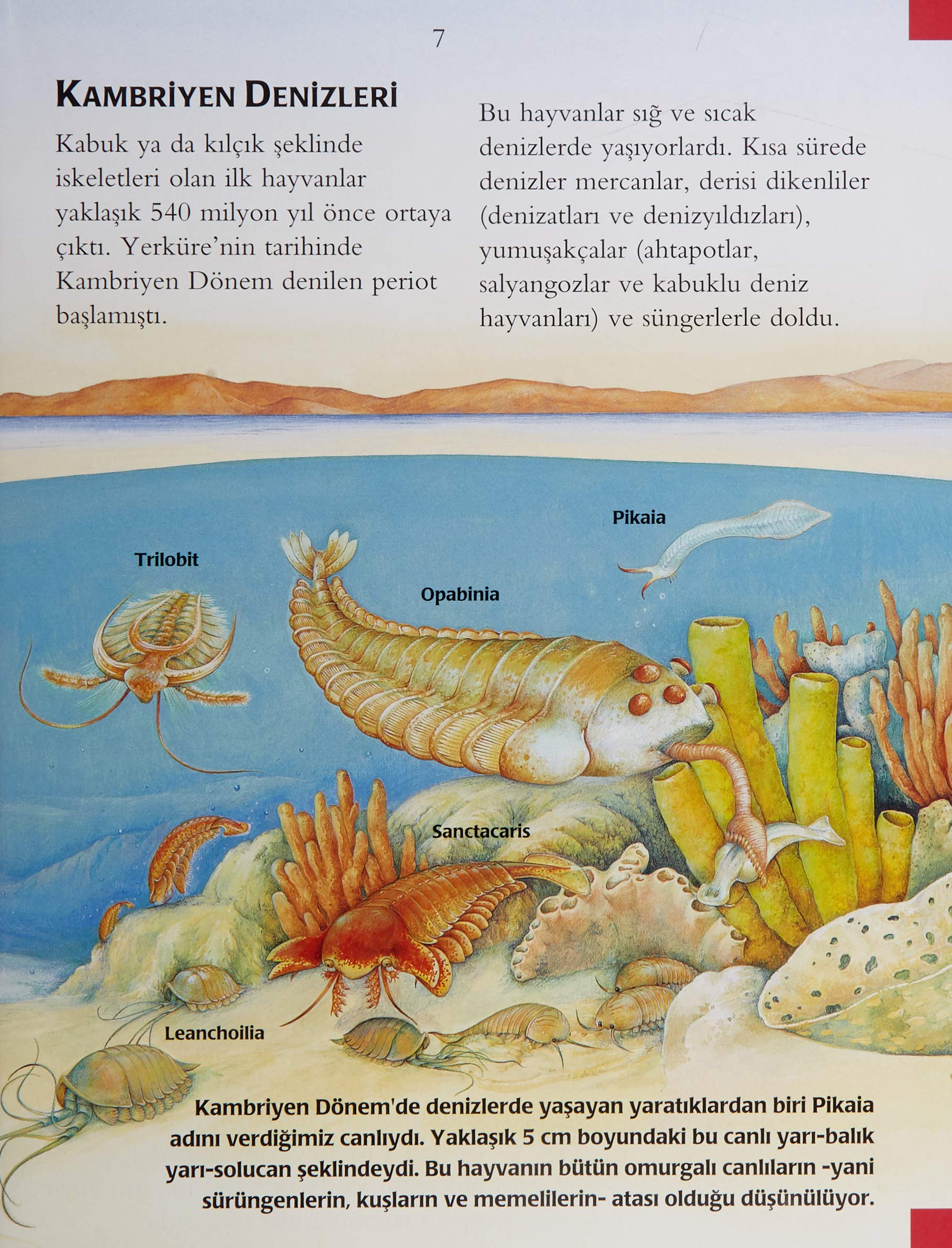Dinozorlar ve Tarih Öncesi: İlk Bilim Kütüphanem