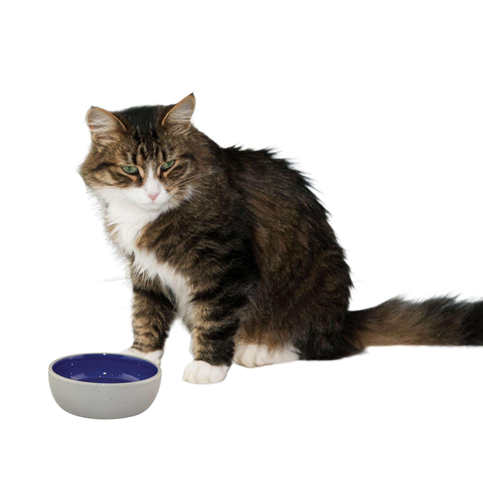 SPOT Ethical 5 İnç Kedi veya Sürüngen Seramik Tabak