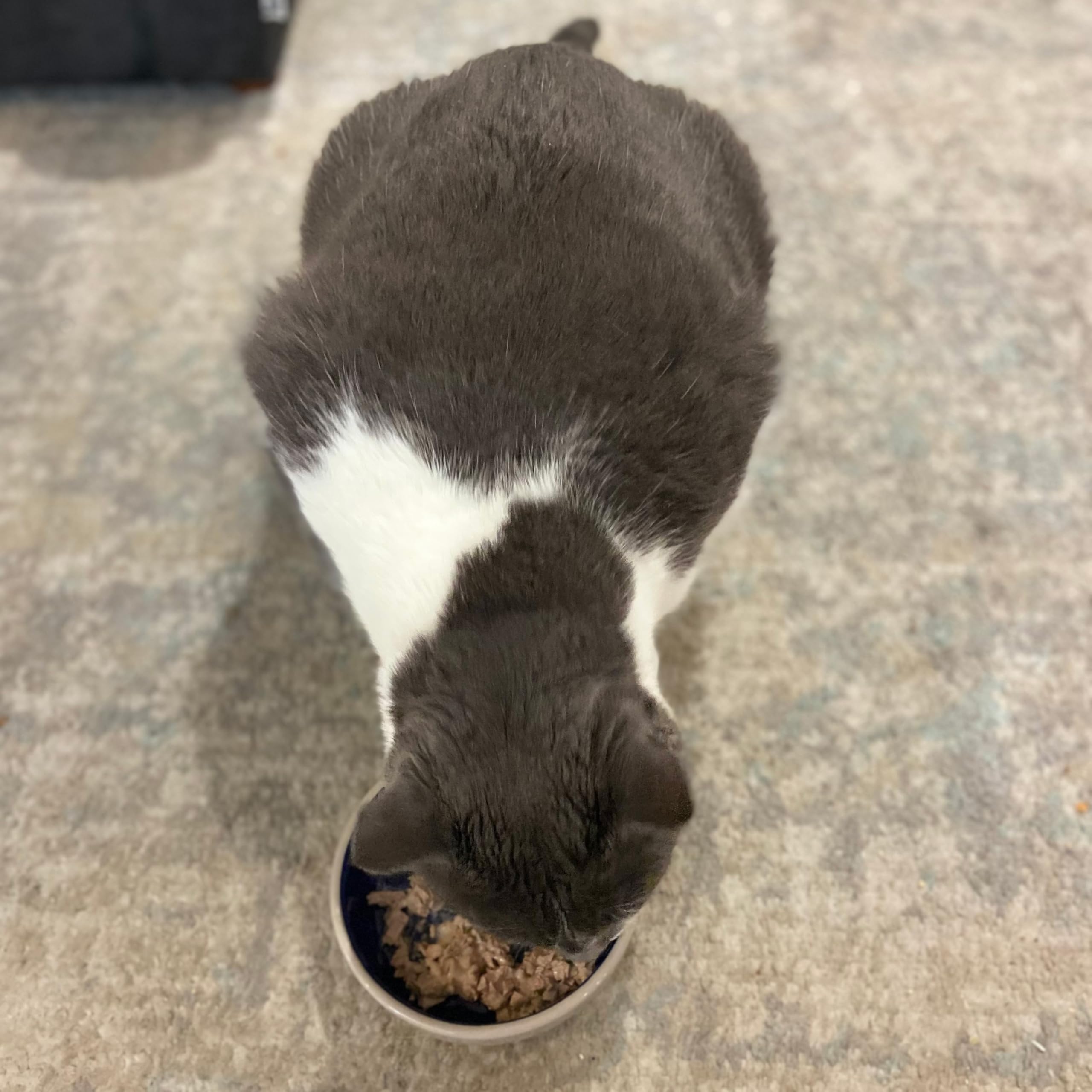 SPOT Ethical 5 İnç Kedi veya Sürüngen Seramik Tabak