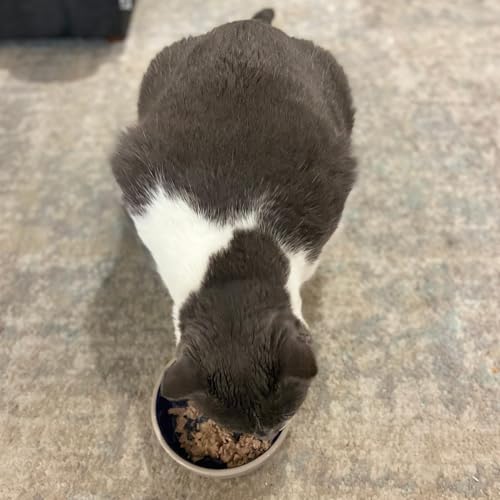 SPOT Ethical 5 İnç Kedi veya Sürüngen Seramik Tabak