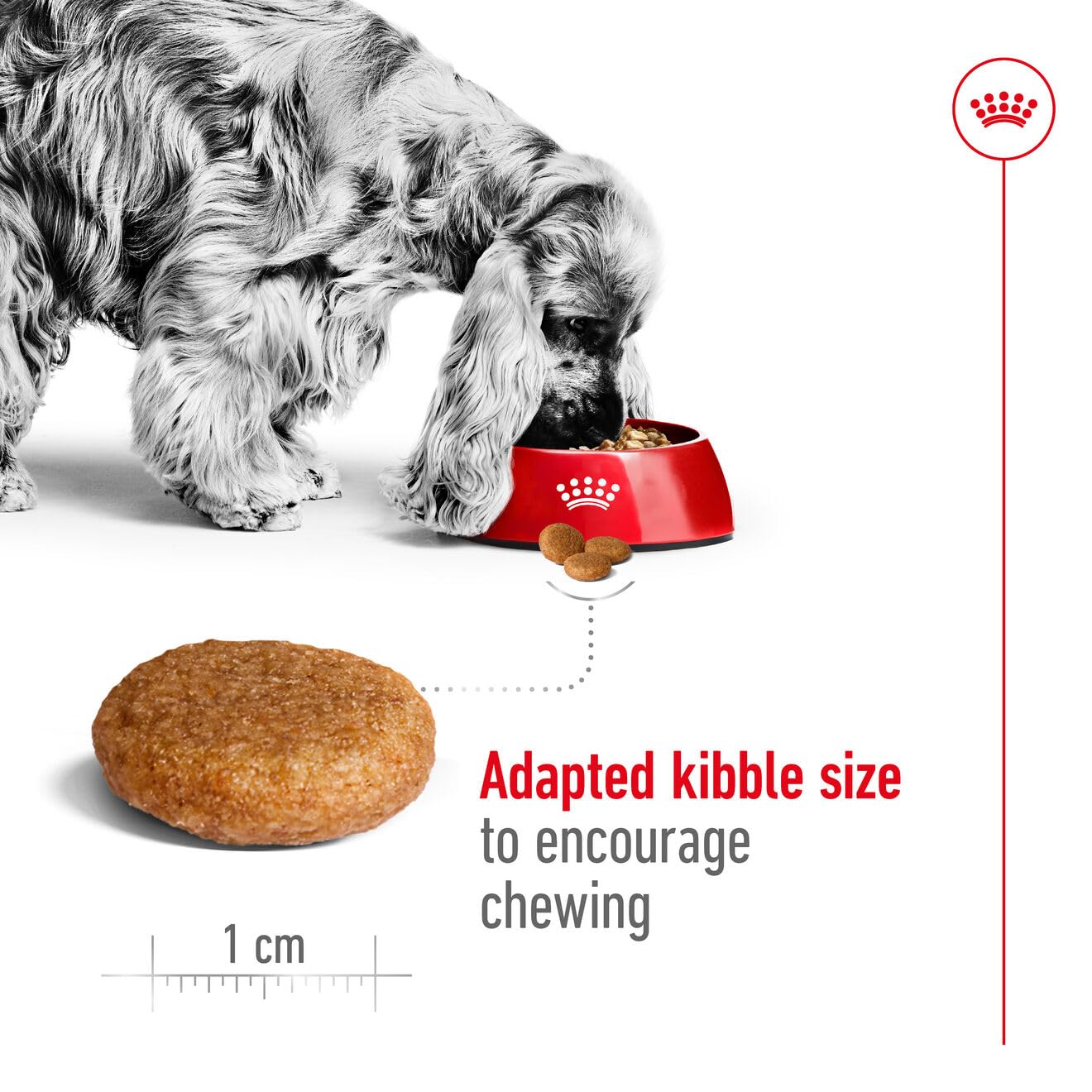 Royal Canin Medium Kuru Köpek Maması, Yetişkin, 15 Kg