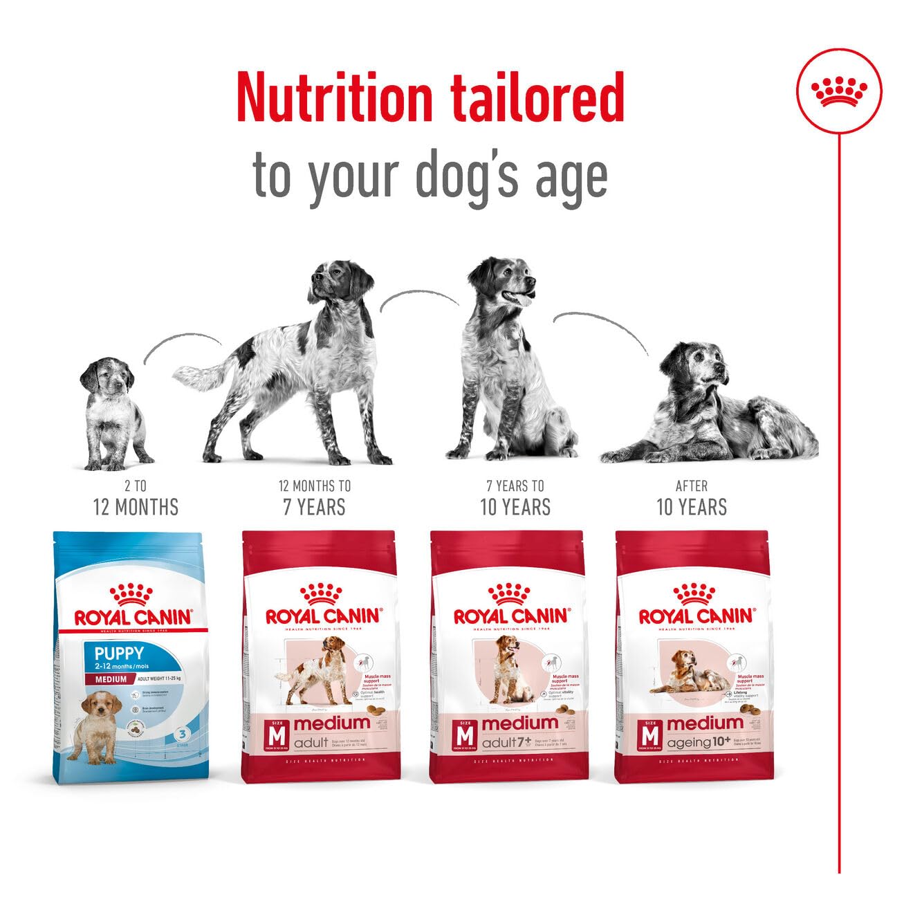 Royal Canin Medium Kuru Köpek Maması, Yetişkin, 15 Kg