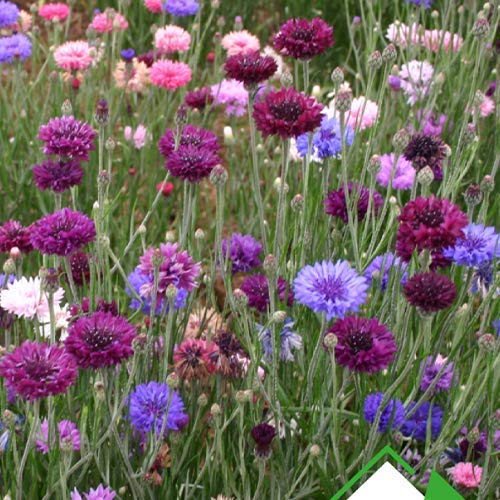 Arzuman-Kontur (centaurea) Çiçek Tohumu 50 Adet