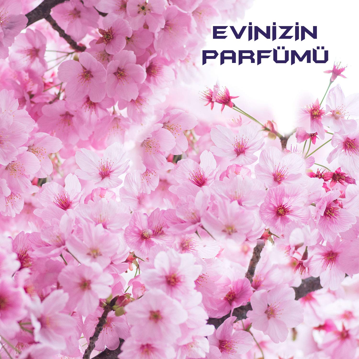 Bingo Fresh Pembe Düşler Yüzey Temizleyici (1 x 2500 mL)