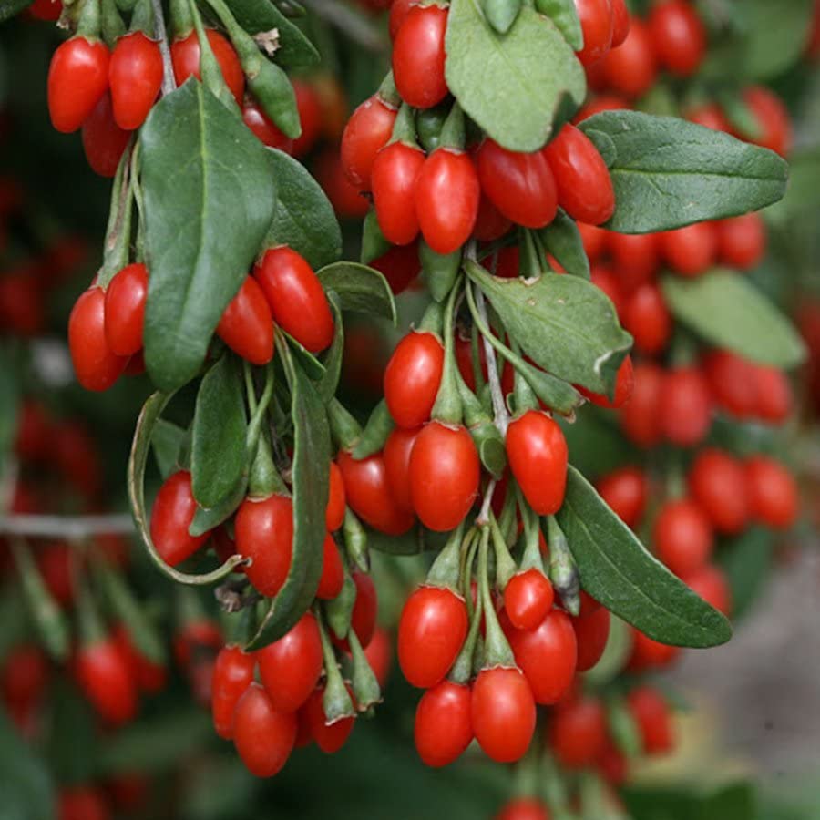 E-fidancim Tüplü Goji Berry Kurt Üzümü Fidanı