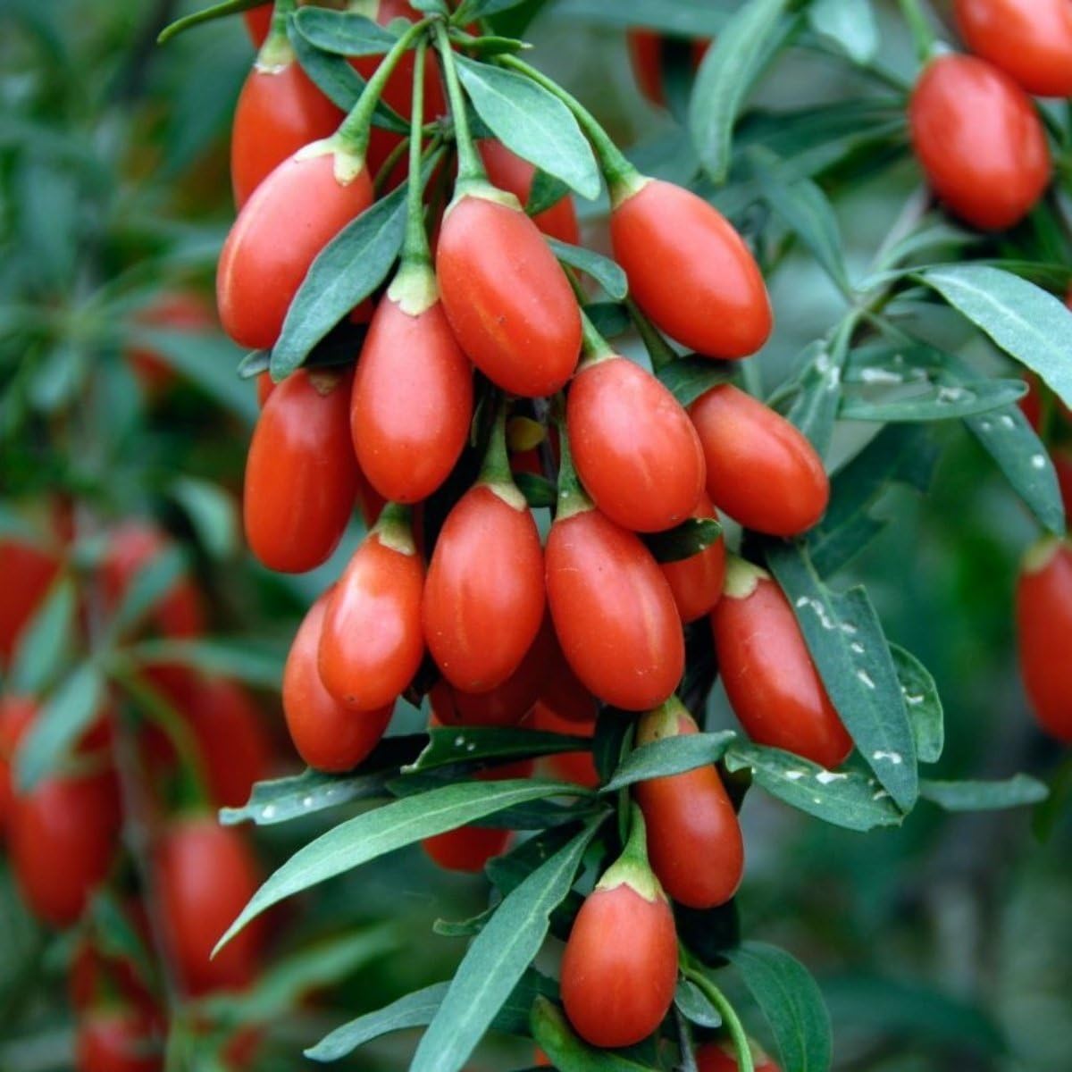E-fidancim Tüplü Goji Berry Kurt Üzümü Fidanı