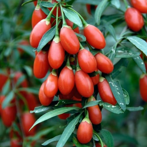 E-fidancim Tüplü Goji Berry Kurt Üzümü Fidanı