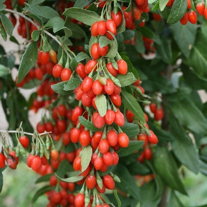 E-fidancim Tüplü Goji Berry Kurt Üzümü Fidanı