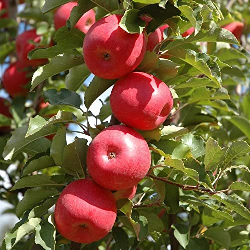 E-fidancim Tüplü Tam Bodur Fuji Zhen Aztec(Aztek) Elma Fidanı