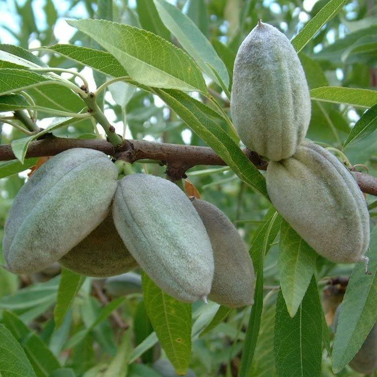 Tüplü Yarı Bodur Bertina Badem Fidanı (10 adet)