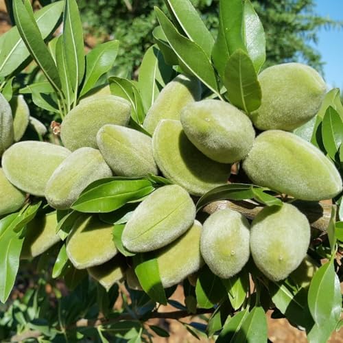 Tüplü Yarı Bodur Bertina Badem Fidanı (10 adet)
