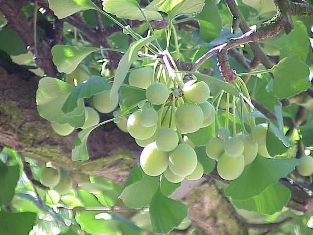 E-fidancim GINKGO biloba Mabet Ağacı Tohumu (3 tohum)