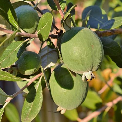 E-fidancim Tüplü Kaymak Ağacı Feijoa Fidanı