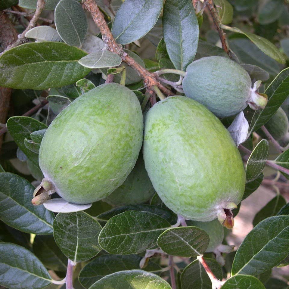E-fidancim Tüplü Kaymak Ağacı Feijoa Fidanı