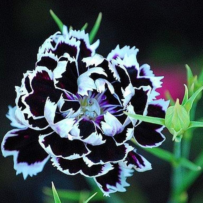 EvveBahçe Dianthus Heddewigii Black White Karanfil Çiçeği (100 adet)