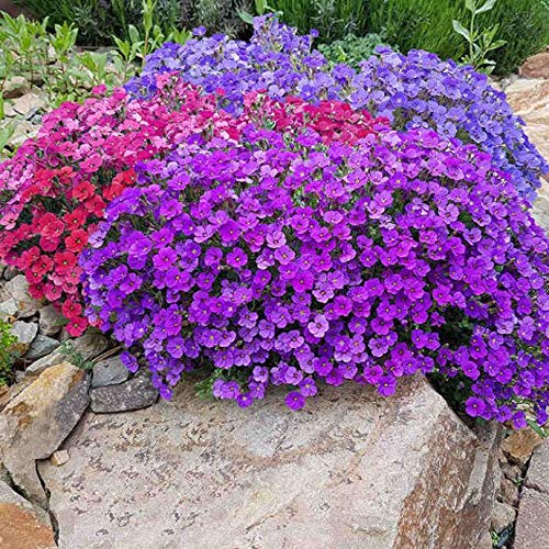 OnlineBahçem Miracle Rock Cress Aubrieta Karışık Renkli Obrizya Çiçeği Tohumu (100 tohum)