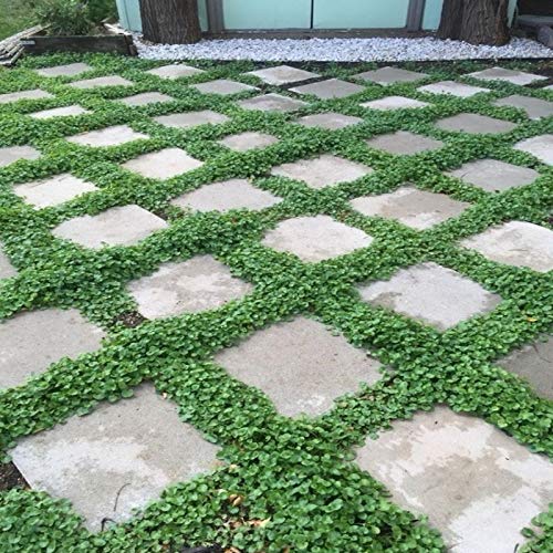 Miracle Tohum Dona Dayanıklı Dichondra Repens Fare Kulağı Tohumu(100 gram)