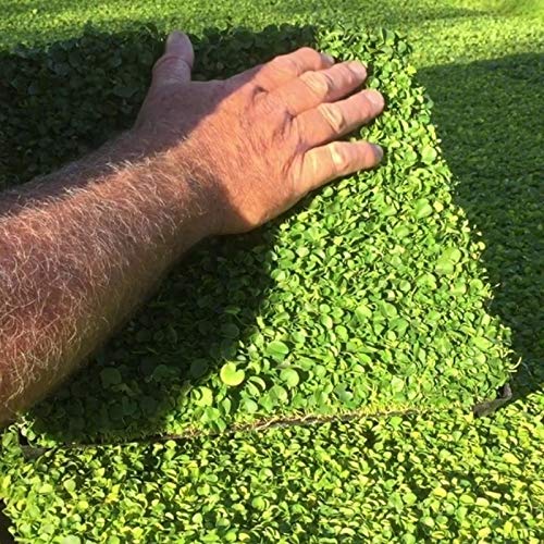Miracle Tohum Dona Dayanıklı Dichondra Repens Fare Kulağı Tohumu(100 gram)