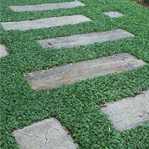 Miracle Tohum Dona Dayanıklı Dichondra Repens Fare Kulağı Tohumu(100 gram)