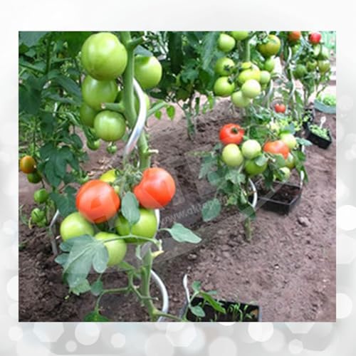 AKTEPE GROUP 20 Adet 150 Cm Metal Spiral Bitki Destek Çubuğu Hobi Bahçesi Bitki Bağlama Teli Sebze Desteği ve Çiçek Teli