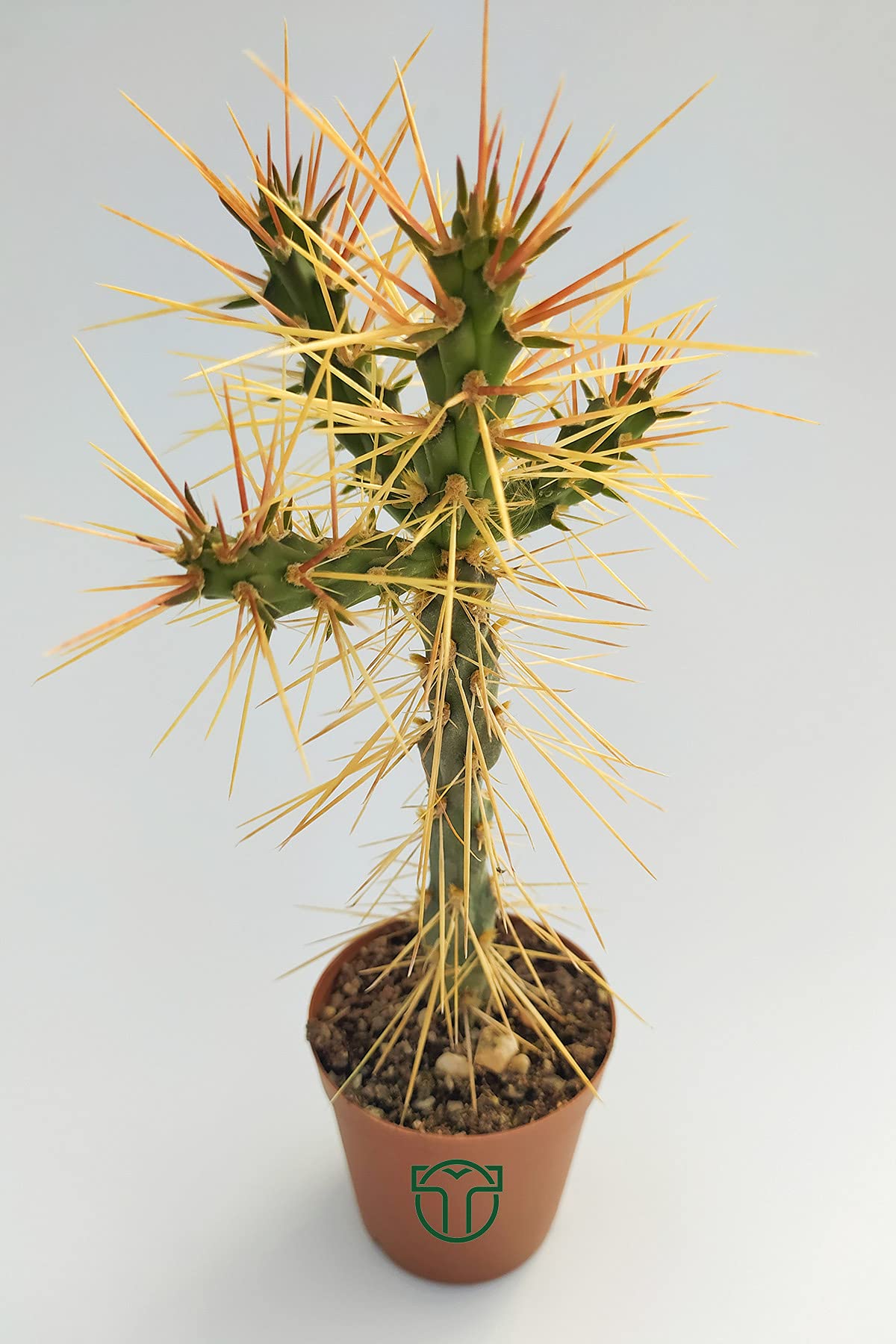 Euro Flora Cylindropuntia Whipplei Kaktüs 5.5 cm Saksıda