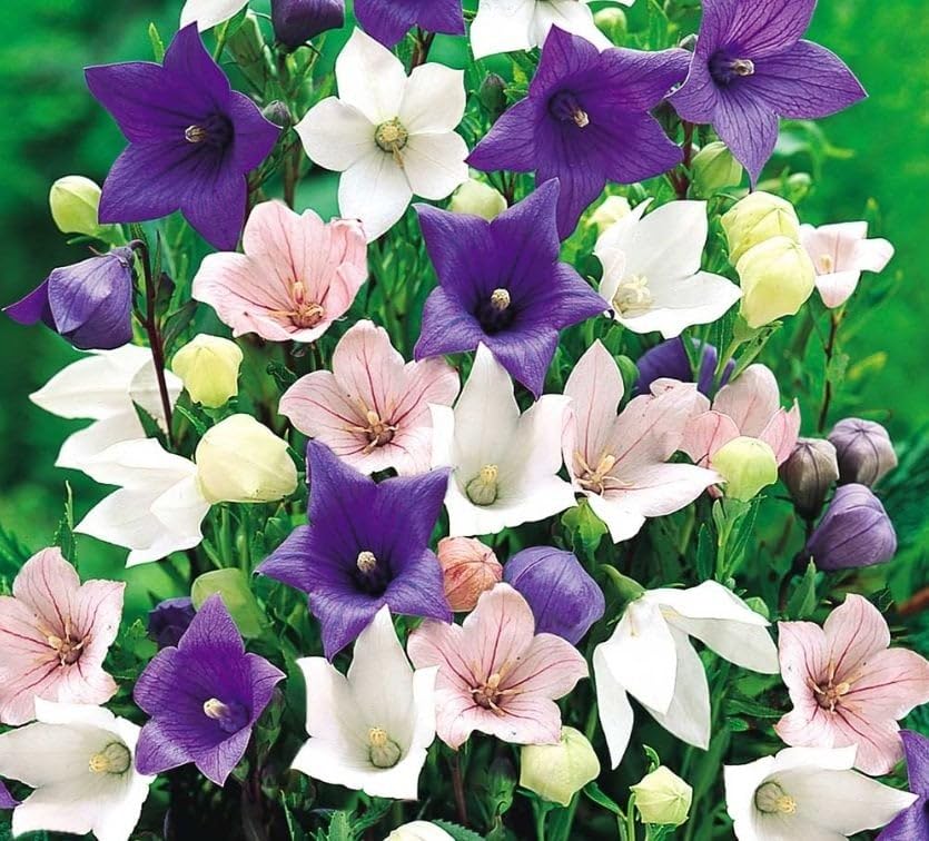 Miracle Tohum Dona Dayanıklı Platycodon İri Mixed Çiçekli Balon Çiçeği Tohumu(100