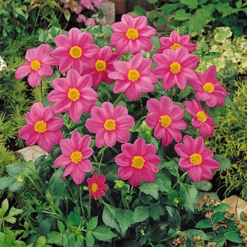 Miracle Tohum Karışık Renkli Bodur Mignon Rose Dahlia Yıldız Çiçeği (80 tohum)
