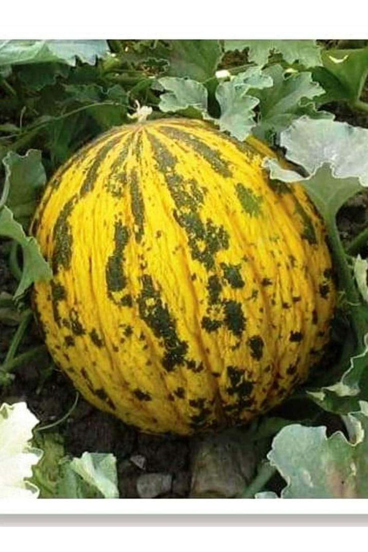 AGRODAL TARIM ATA TOHUMU YERLİ DALAMAN KAVUNU 100 ADET TOHUM