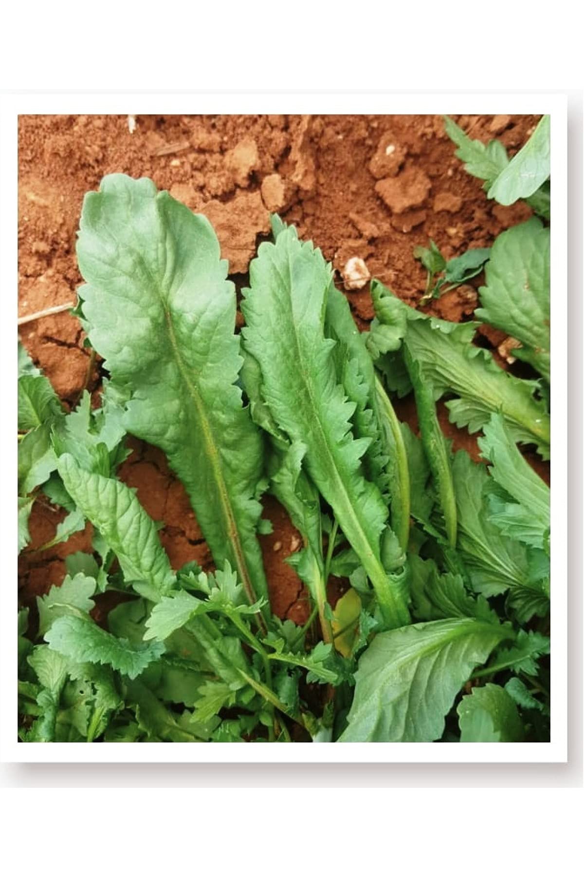 AGRODAL TARIM Ata Tohumu Yerli Enli Tere 1000 Adet Tohum
