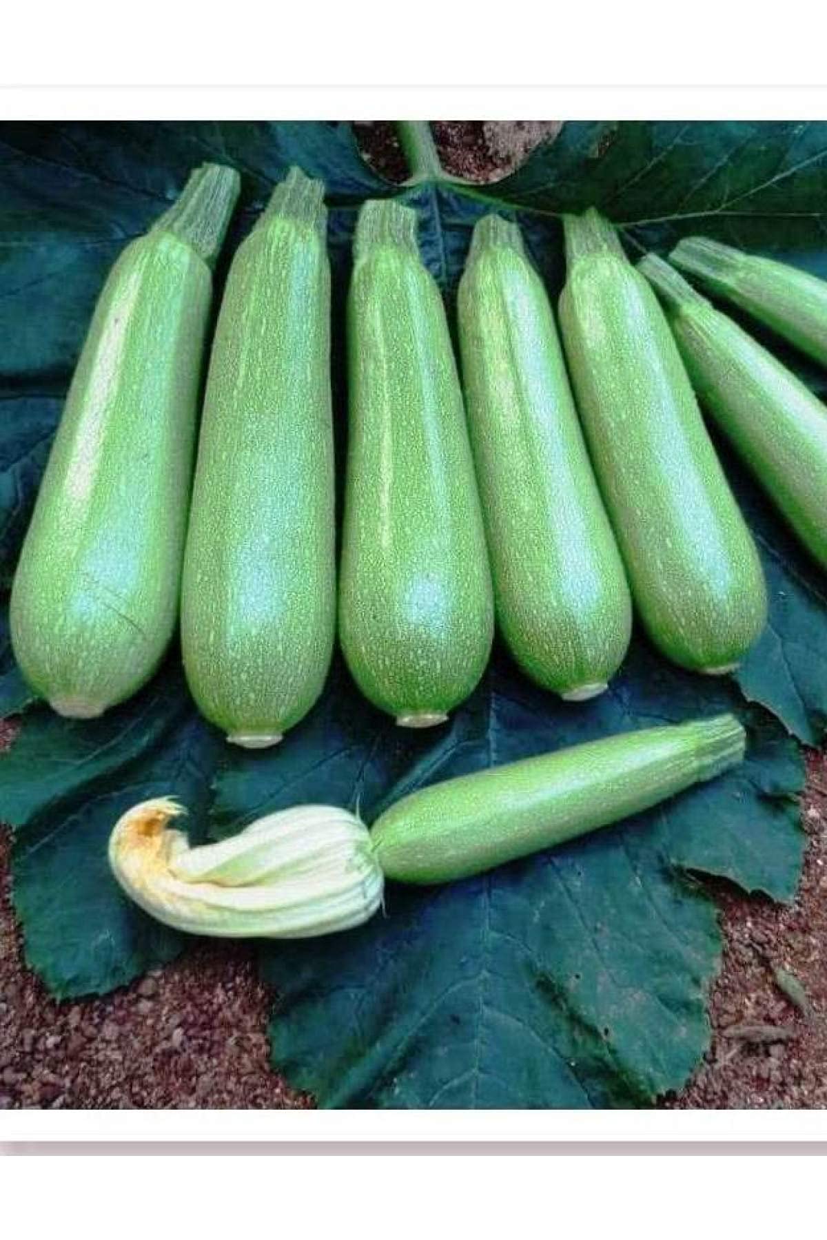 AGRODAL TARIM HİBRİT KABAK TOHUMU AVCI-F1 10 ADET TOHUM