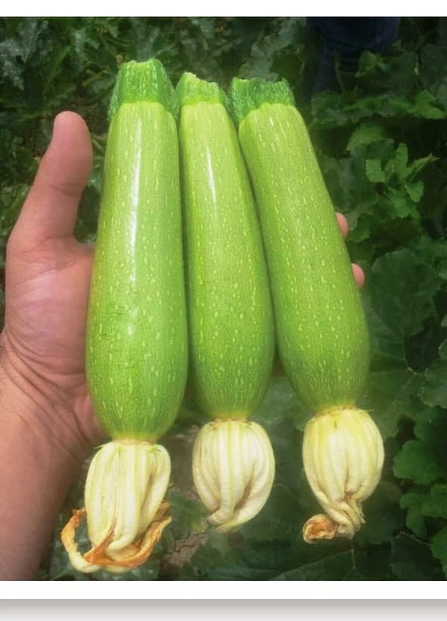 AGRODAL TARIM Ata Tohumu Yerli Kabak Tohumu 20 Adet Tohum