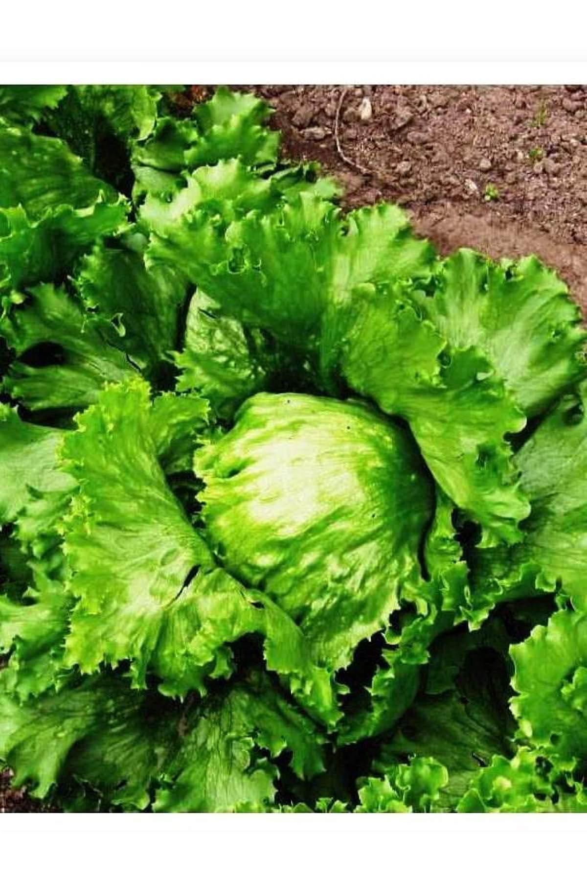 AGRODAL TARIM DOĞAL GÖBEK MARUL ICEBERG GREAT LAKES 1000 ADET TOHUM