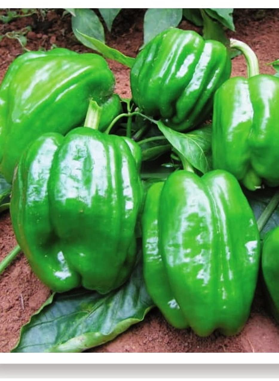 AGRODAL TARIM Ata Tohumu Yöresel Dolma Biber Antep 1000 Adet Tohum
