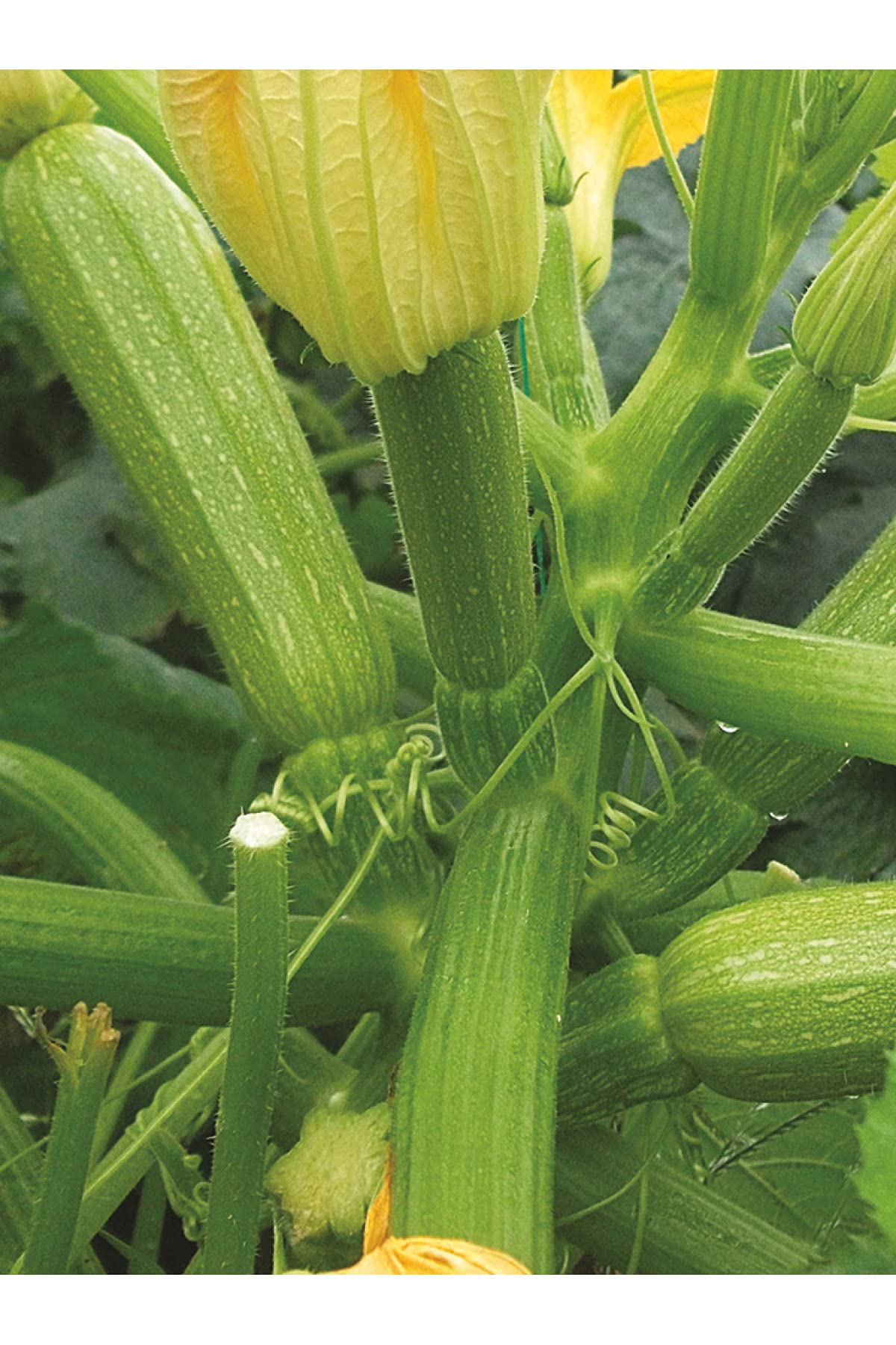 AGRODAL TARIM Hybrit Dolma Kabak Tohumu 10 Adet Tohum