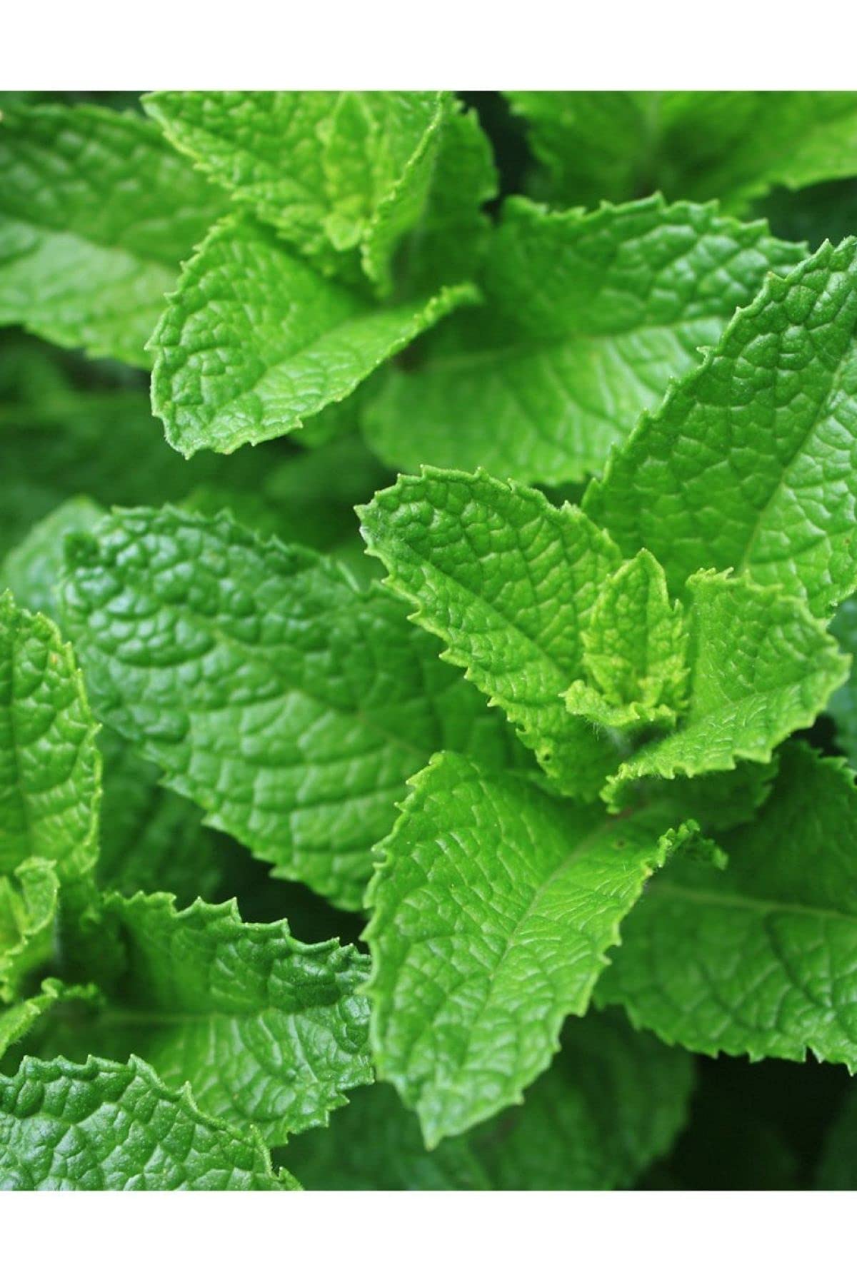 AGRODAL TARIM ATA TOHUMU YERLİ ANADOLU NANESİ 0.1 GRAM TOHUM