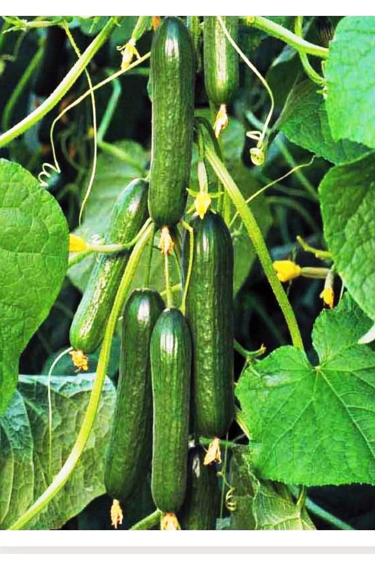 AGRODAL TARIM HİBRİT ASMA SALATALIK PUGAR-F1 10 ADET TOHUM