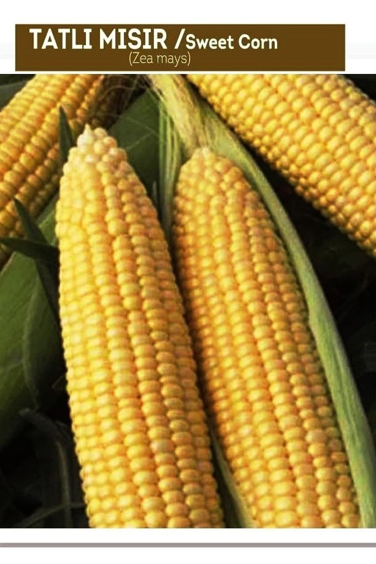 AGRODAL TARIM HİBRİT TATLI MISIR (BARDAKTA MISIR) FULYA-F1 50 ADET TOHUM