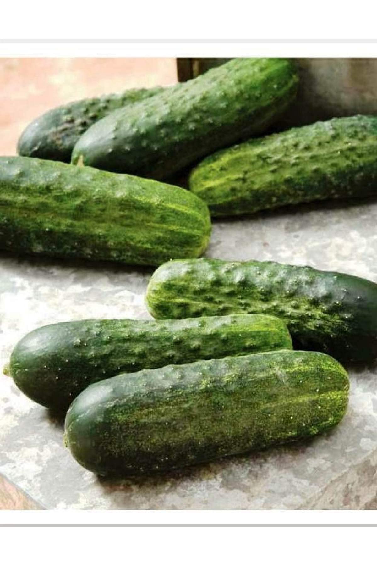 AGRODAL TARIM HİBRİT KORNİŞON TOHUMU CAN F1 100 ADET TOHUM
